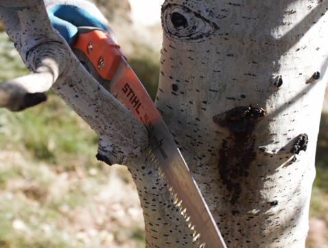 Tree Pruning Image