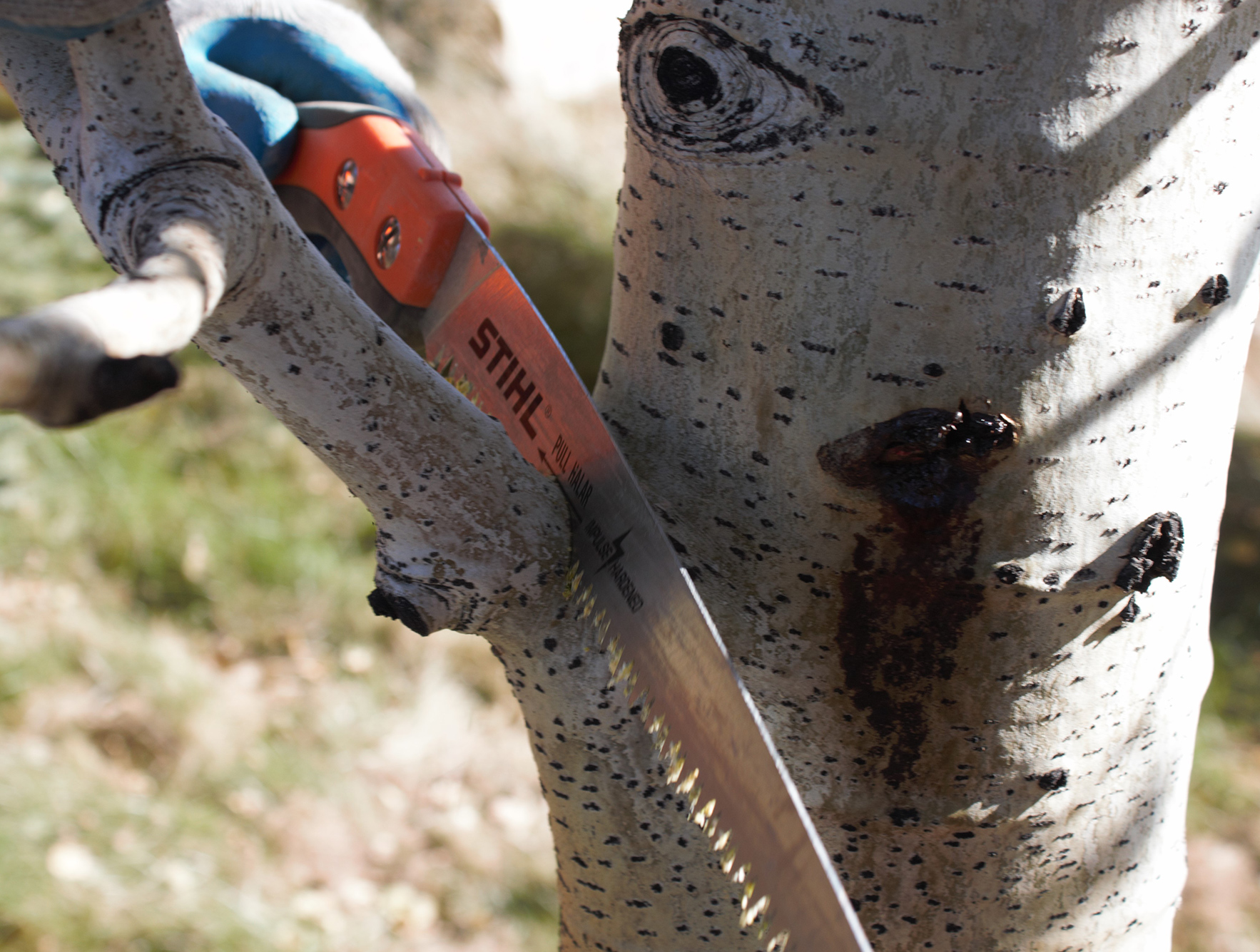 Tree Pruning